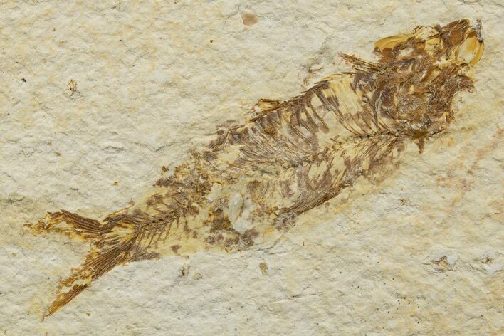 Bargain, Detailed Fossil Fish (Knightia) - Wyoming #340790